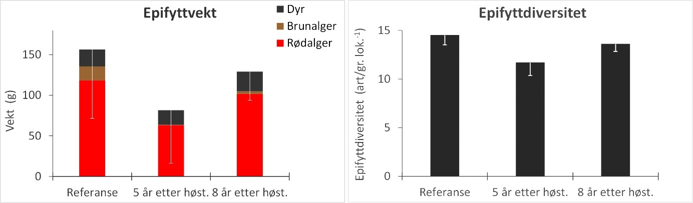 Figur 19. Gjennomsnittlig vekt av epifytter (venstre panel) og epifyttdiversitet per lokalitet (høyre panel) for stortareplanter samlet inn på stasjoner i uhøstede referanseområder, felt som ble høstet 5 år tidligere og felt som ble høstet 8 år tidligere. Den totale høyden av søylene i venstre panel angir total epifyttvekt, mens det relative bidraget fra henholdsvis rødalger, brunalger og dyr til epifyttbiomassen indikeres av høyden på de fargede søylesegmentene. Nedre grense for 95 % konfidensintervall for total epifyttvekt og diversitet er tegnet inn.
