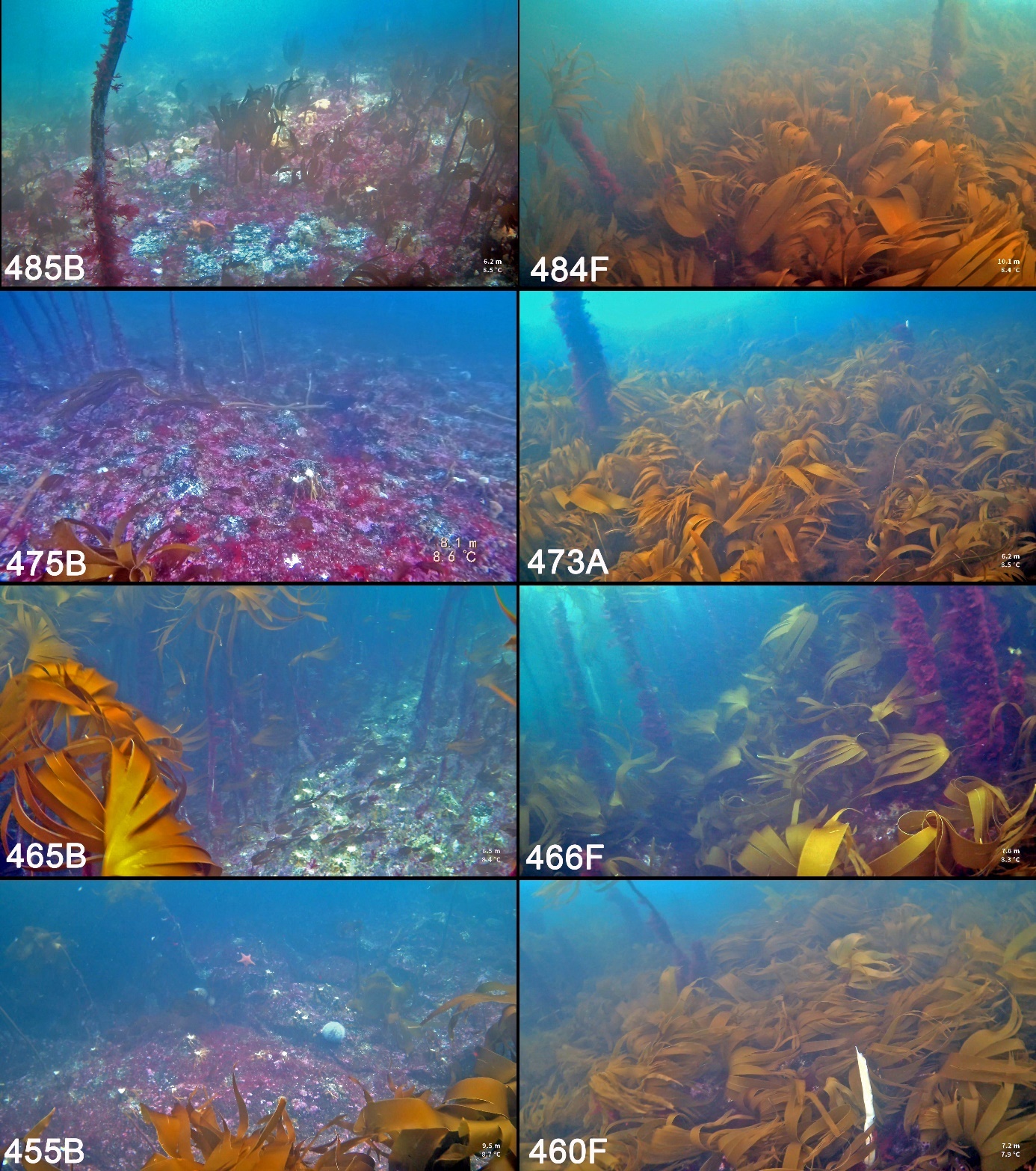 Figur 24. Eksempler på tilstand i trålspor observert langs videotransekter i juni 2023 på nylig høstede felt (B felt til venstre) og felt høstet ett år tidligere (A og F felt til høyre).