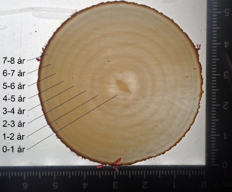Figur 8. Aldersberegninger gjøres ved telling av vekstsoner i tarestilkenes tverrsnitt og årlig tykkelsestilvekst estimeres utifra størrelsen (arealet) av hver enkelt vekstsone.