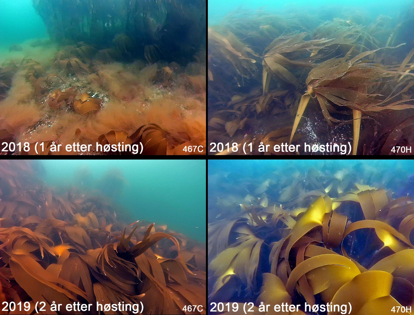 Figur 39. Eksempler på tilstand observert i trålspor langs videotransekter, henholdsvis et år (øvre bilder) og to år (nedre bilder) etter prøvehøstingene av stortare i 2017. Stedvis dominans av mykt kjerringhår (Desmarestia viridis) og draugtare (Saccorhiza polyschides) året etter prøvehøstingen (øvre bilder) og dominans av stortare (Laminaria hyperborea) to år etter prøvehøstingen (nedre bilder). Tallene nederst til høyre i bildene refererer til høstefeltenes nåværende nummerering.