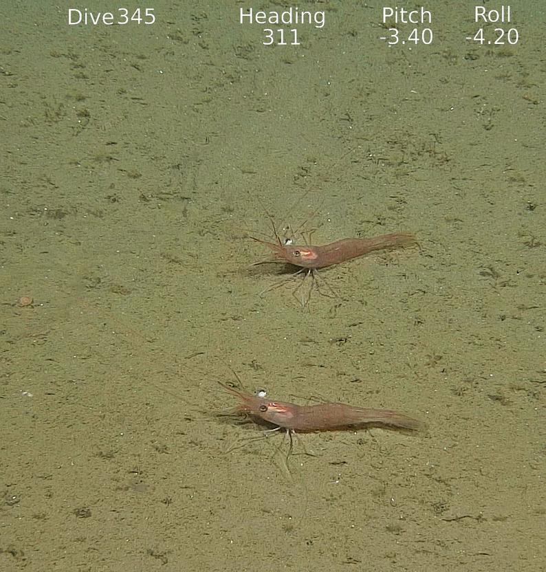 
ROV   Tokt 2025005007 2025 04 24 10 13 49