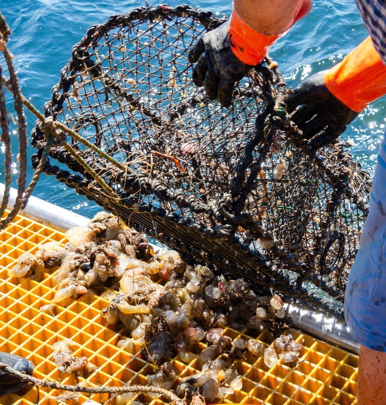 
Arnbj%C3%B8rg Aagesen Havforskningsinstituttet %283%29