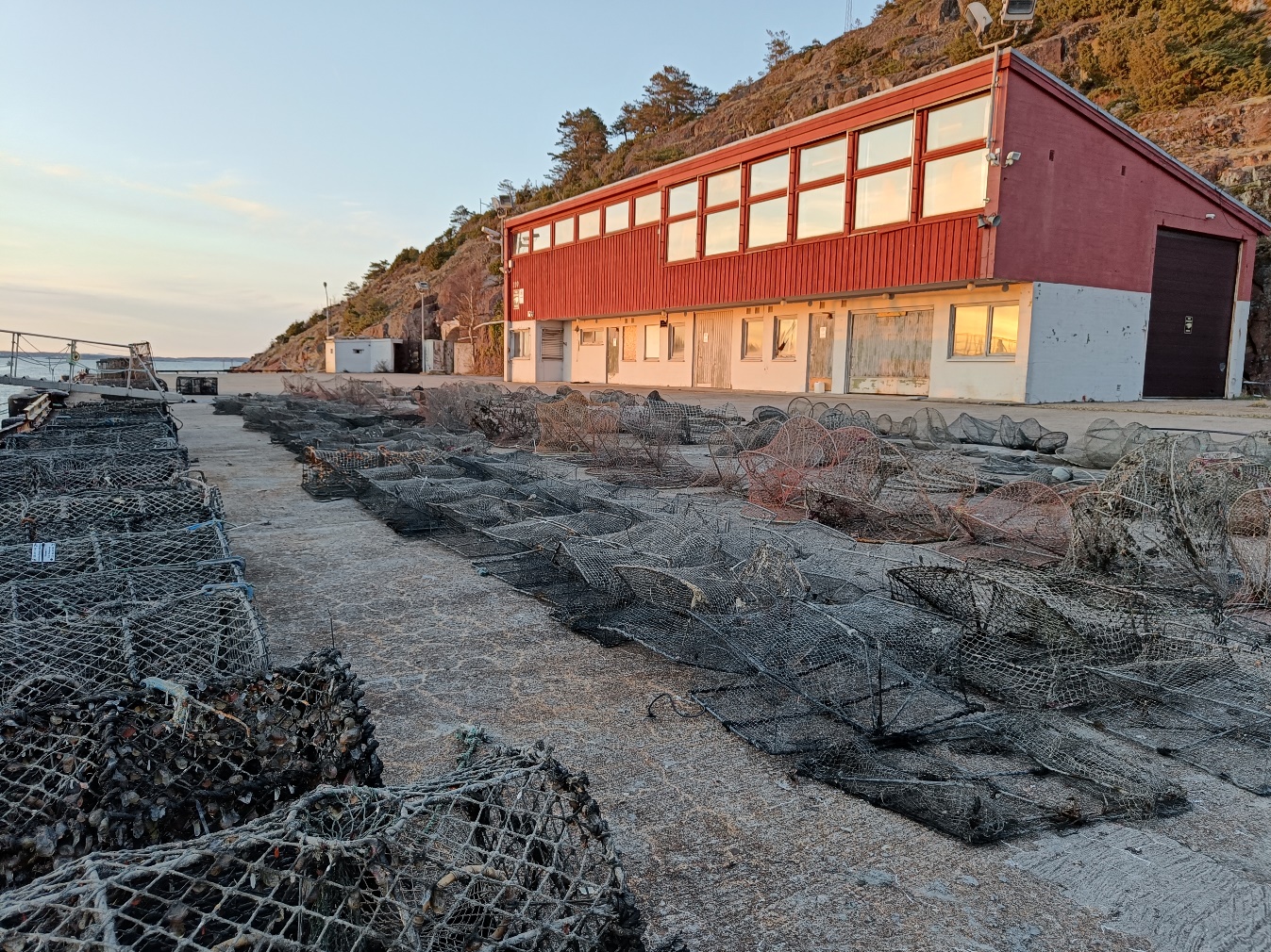 Teiner berget i spøkelsesfiskeprosjektet. Foto: Susanna Huneide Thorbjørnsen/Havforskningsinstituttet.