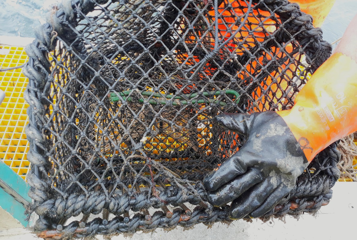 Denne teina har hatt råtnetråd sydd inn i nota, som siden har råtnet. Foto: Havforskningsinstituttet/Green-bay AS.