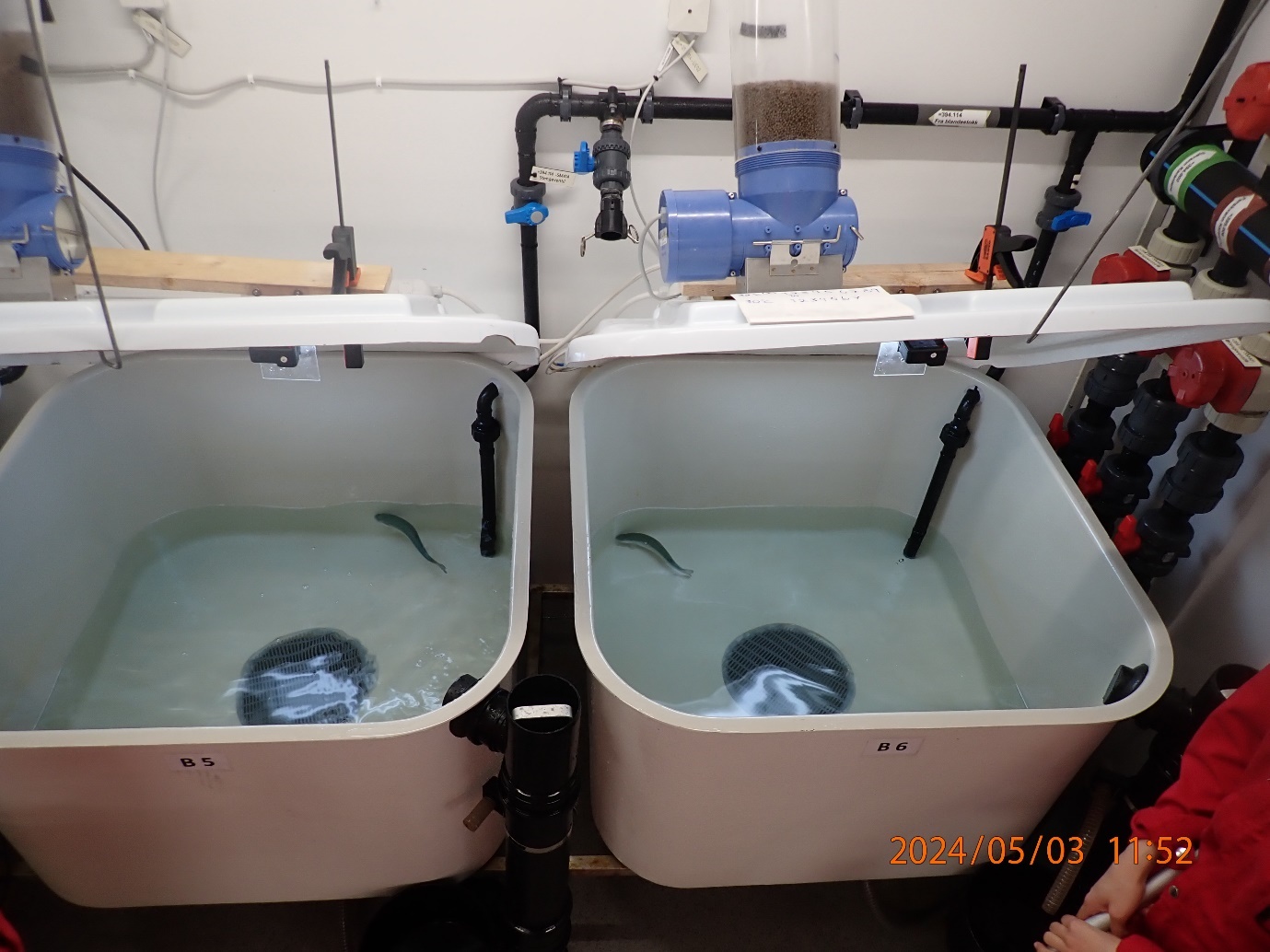 Photo from the experiment, fish in tanks during thermal exposure