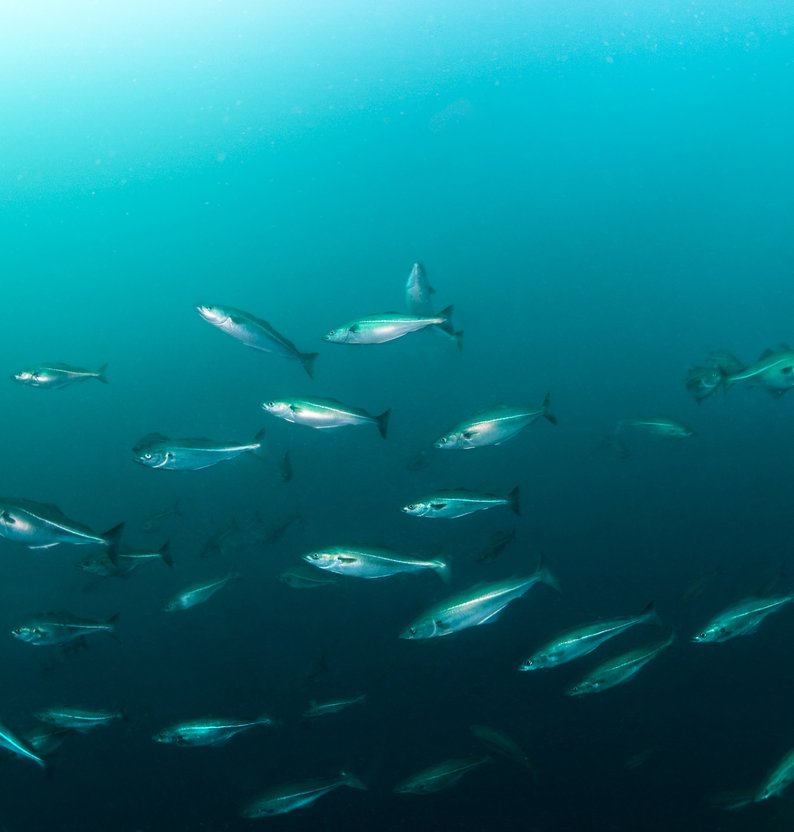 
Pollachius virens i stim 28 06 09 %282%29 erling svensen