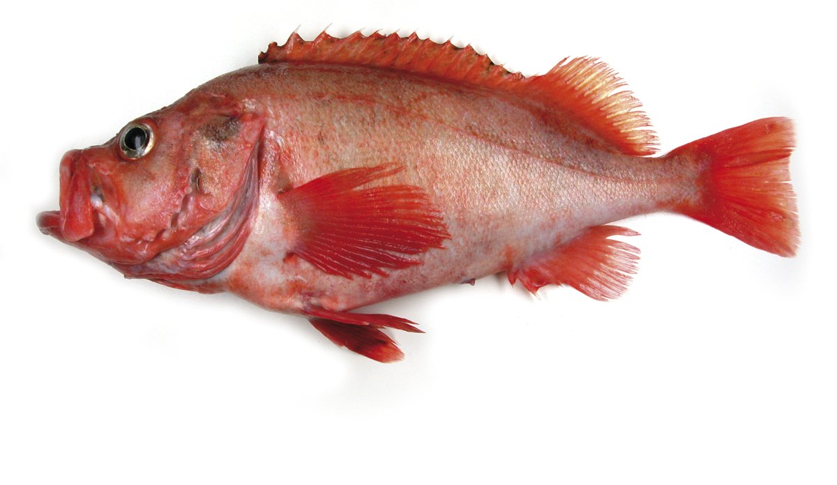 
Vanlig uer på hvit bakgrunn