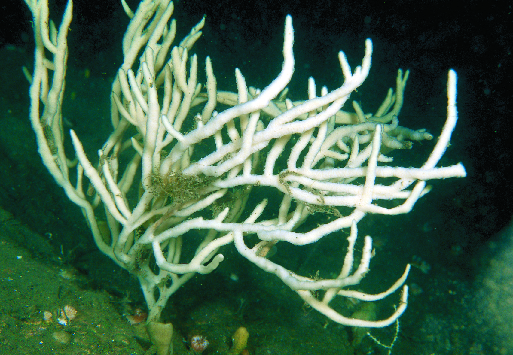 Bildet viser fingerformet svamp