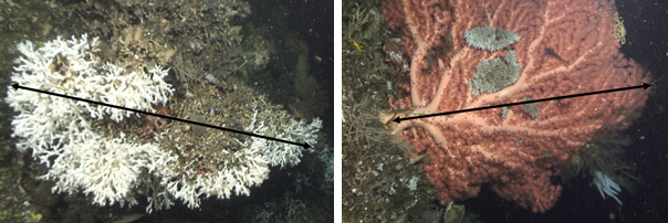 Bildet viser eksempler på hvordan størrelse på kolonier og individ skal måles