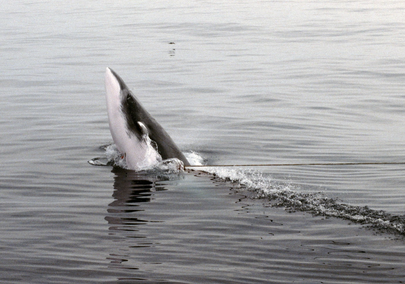 Foto av vågehval som skjærer vannskorpen
