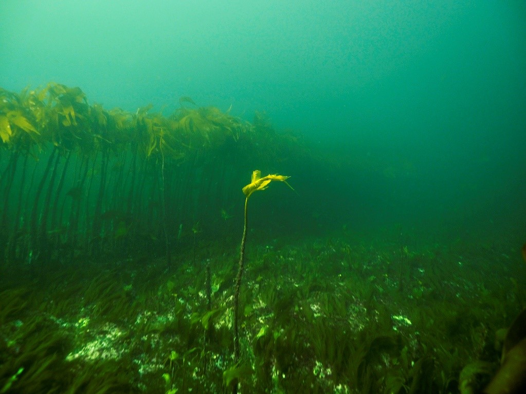 Undervannsfoto av tare