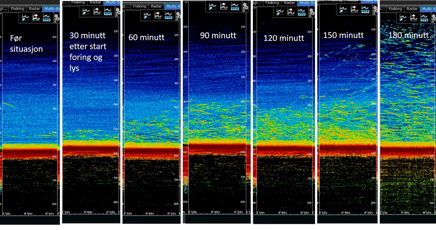 Skjermdumper av ekkoloddregistrering før situasjon og etter 30, 60, 90, 120 og 180 minutter etter foring og lys. 
