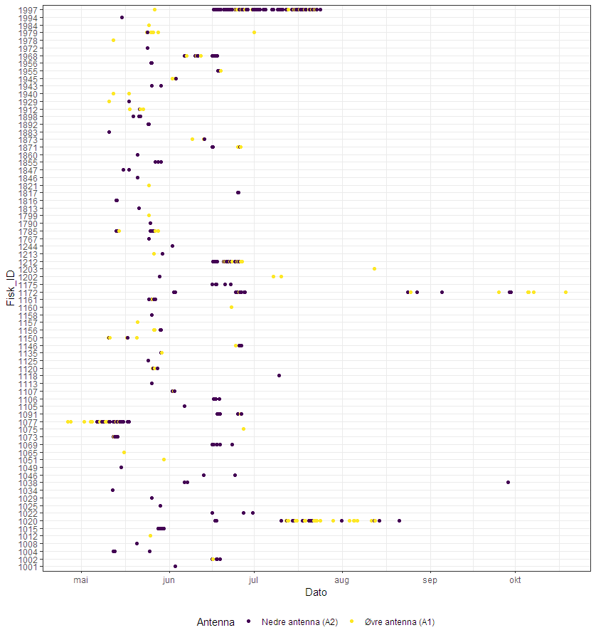Figur 58. Antennedeteksjoner for individuell fisk i Oselva.  