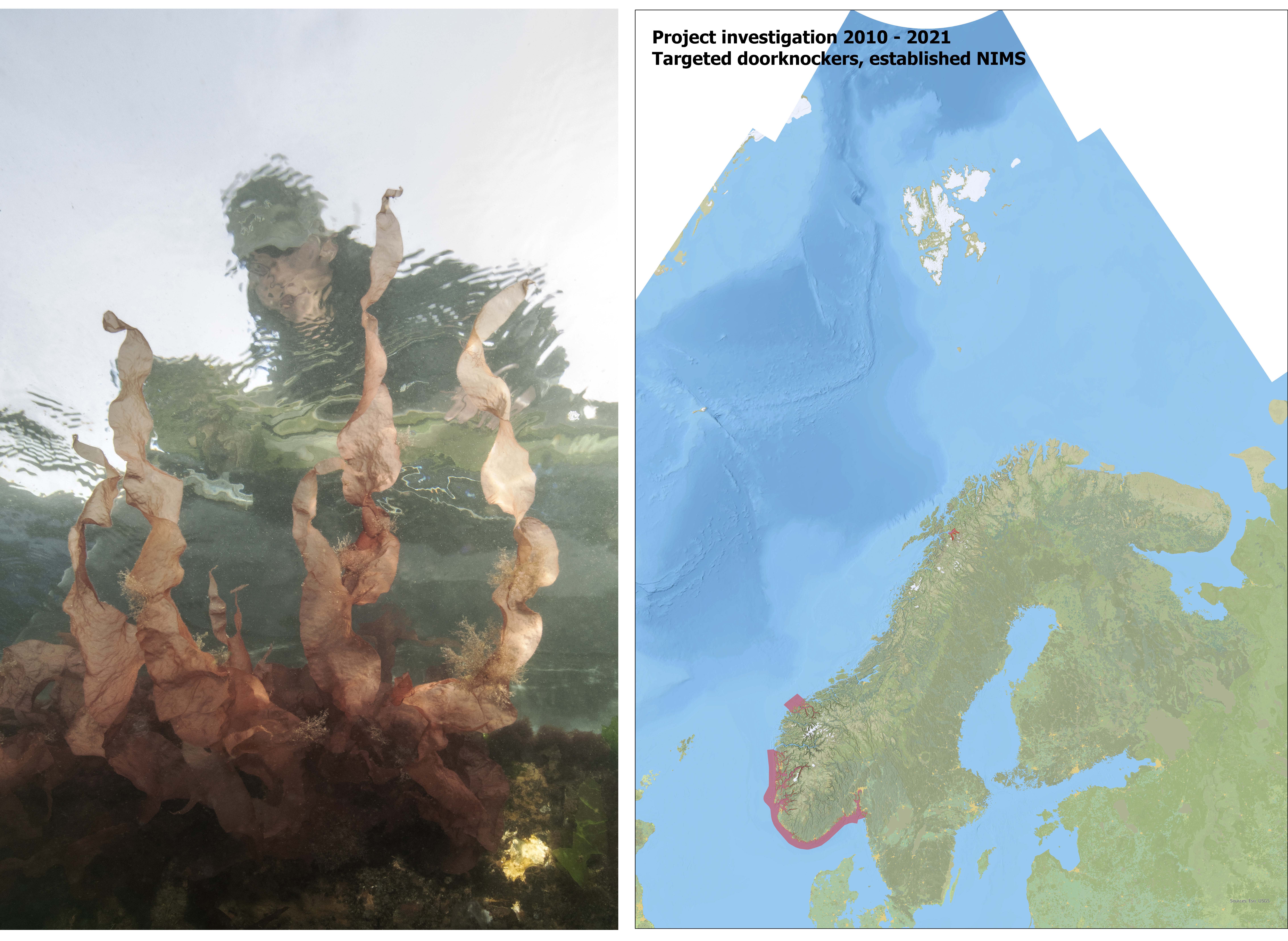Bildet til venstre viser rødalgen djevletunge, kartet til høyre viser område som kartlegges