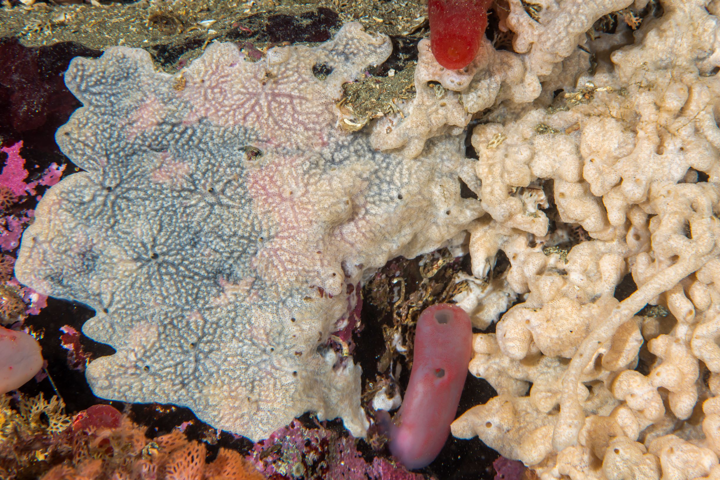 Bildet viser havnespy Didemnum vexillum 