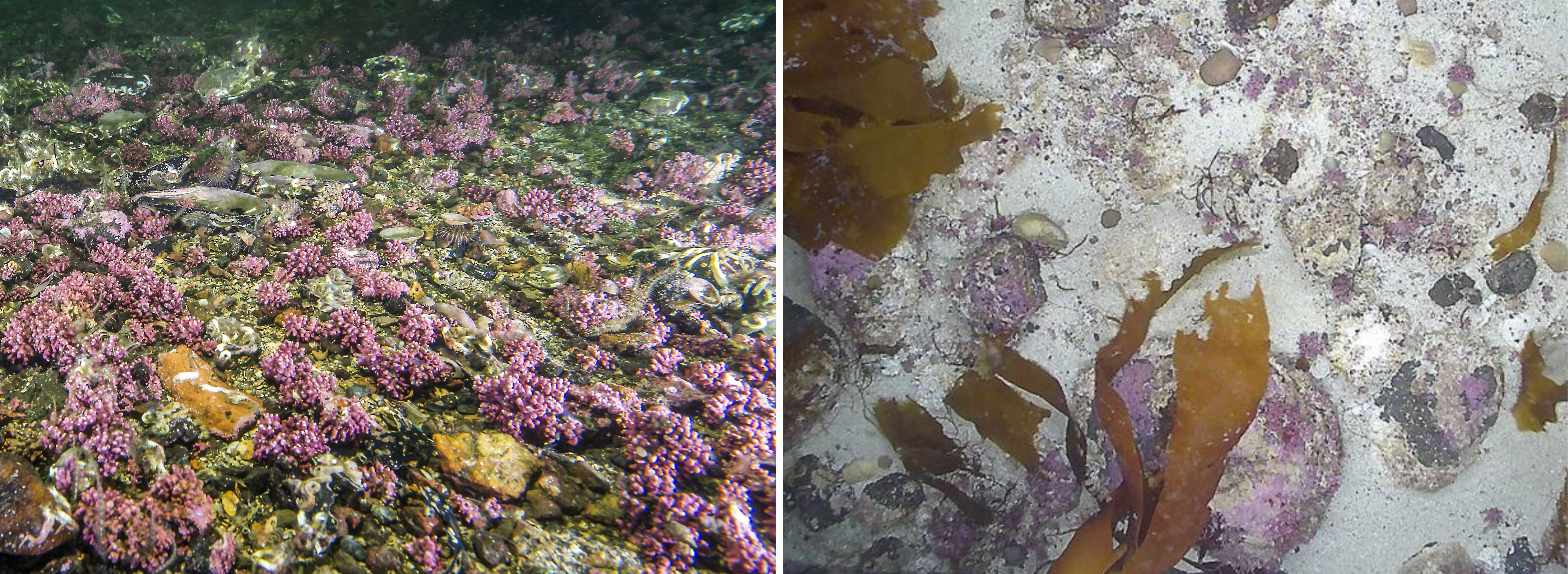 Bildet viser ruglbunn til venstre og skorpeformede kalkalger på stein til høyre