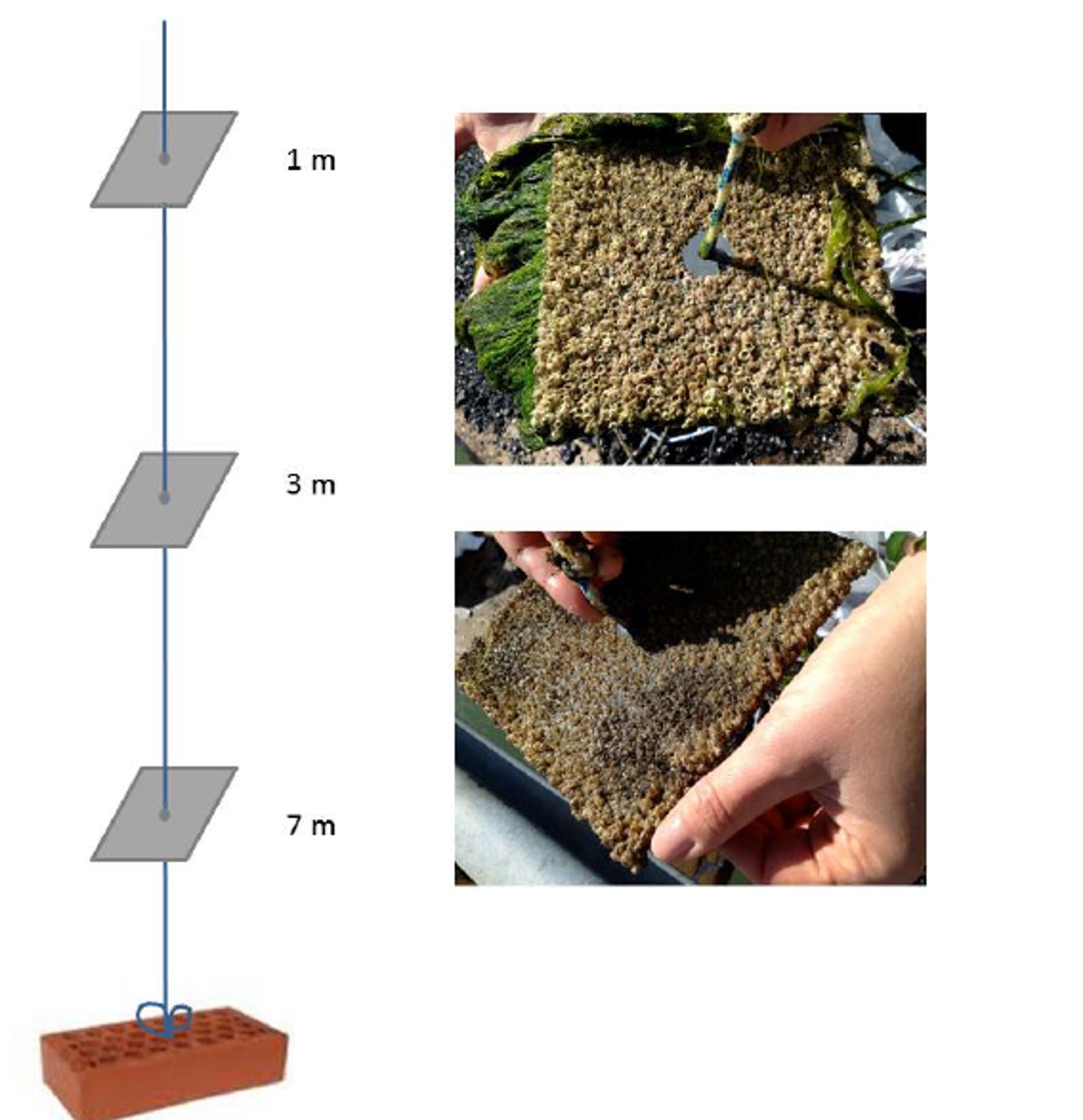 Bilde som viser rigging av begroingsplater og påvekst etter noen måneder