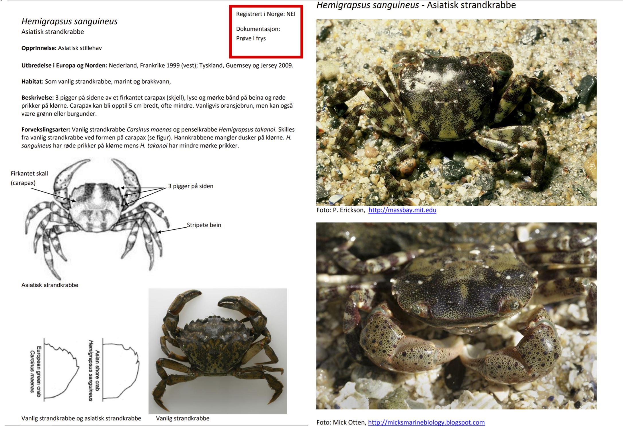 Bildet viser ID kort for japansk strandkrabbe 