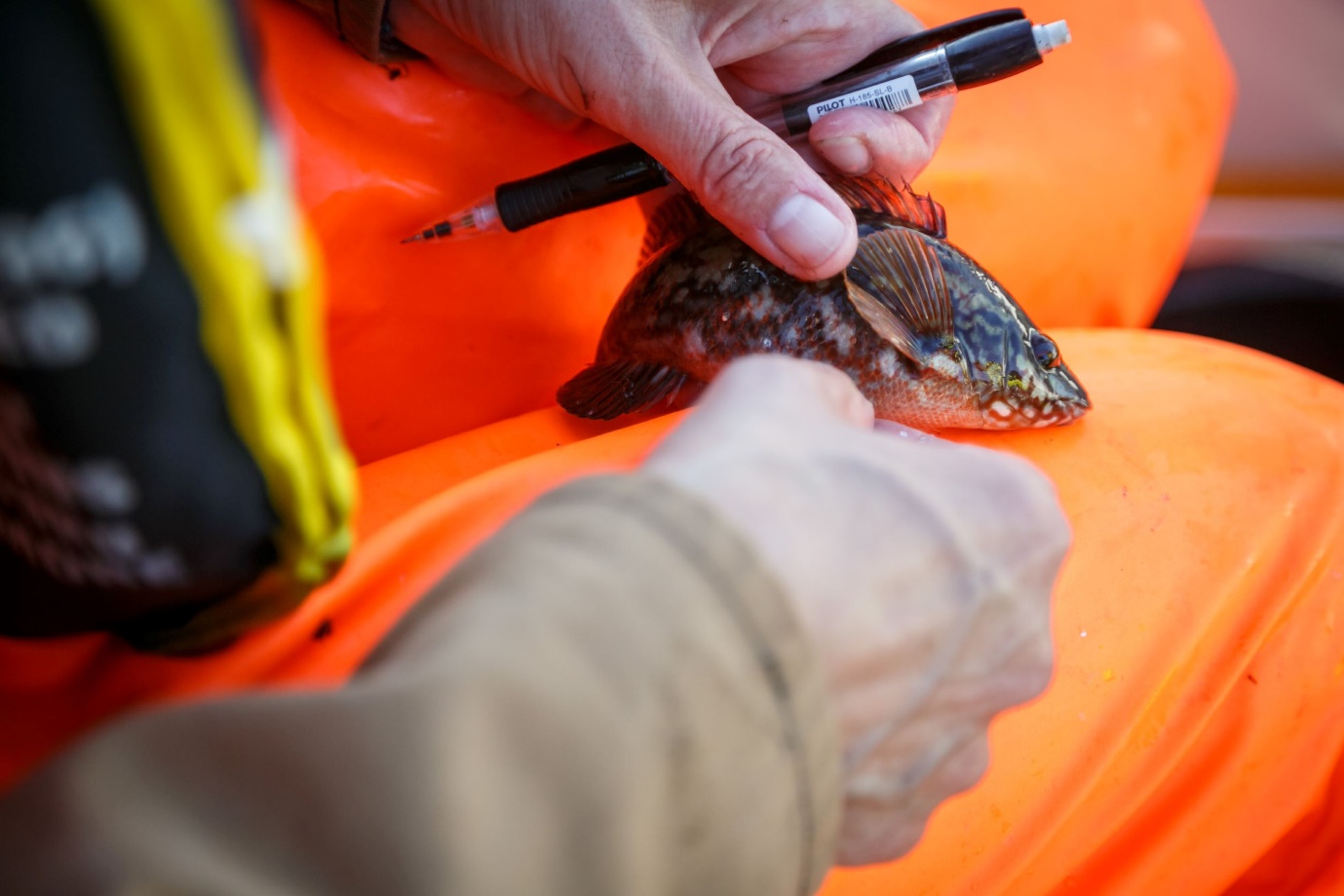 foto av leppefisk som blir undersøkt