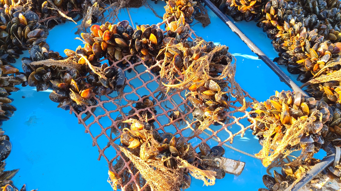 foto av blåskjell i garn