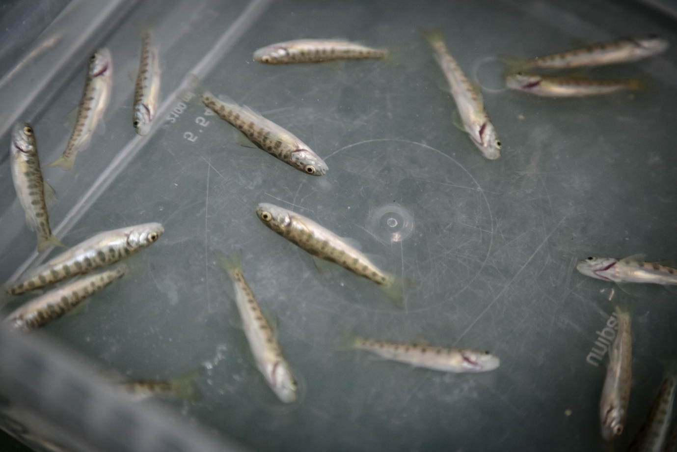 foto av smolt i kasse