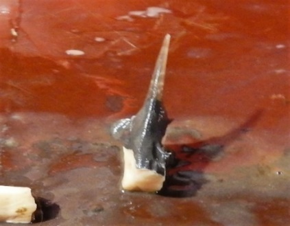 Pigghå: Aldersprøve (2. pigg) 