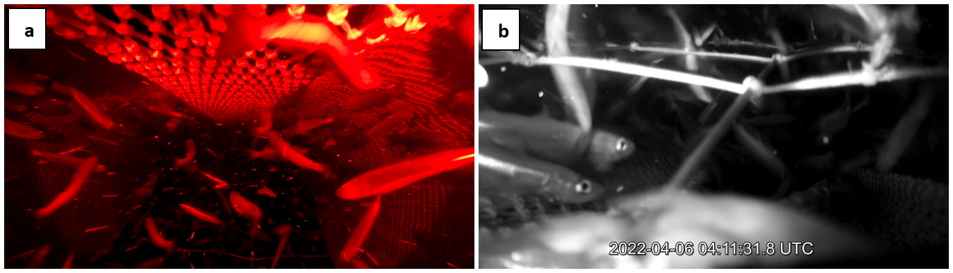 Figure 8.10 - images from video inside the BRS early in haul 07 [04:11:31]: a) position 7iF, hole in leading panel allowing fish through in upper BRS; b) position 6iF, moderately high fish density in front of panel with some fish passing through and frequently contacting the panel, while a substantial proportion is deflected down and out of the escape openings.  