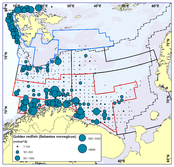 GOLDEN REDFISH (Sebastes norvegicus). Distribution in the trawl catches winter 2022 (number per nm2). Black crosses indicate zero catches and the stippled line the ice edge.