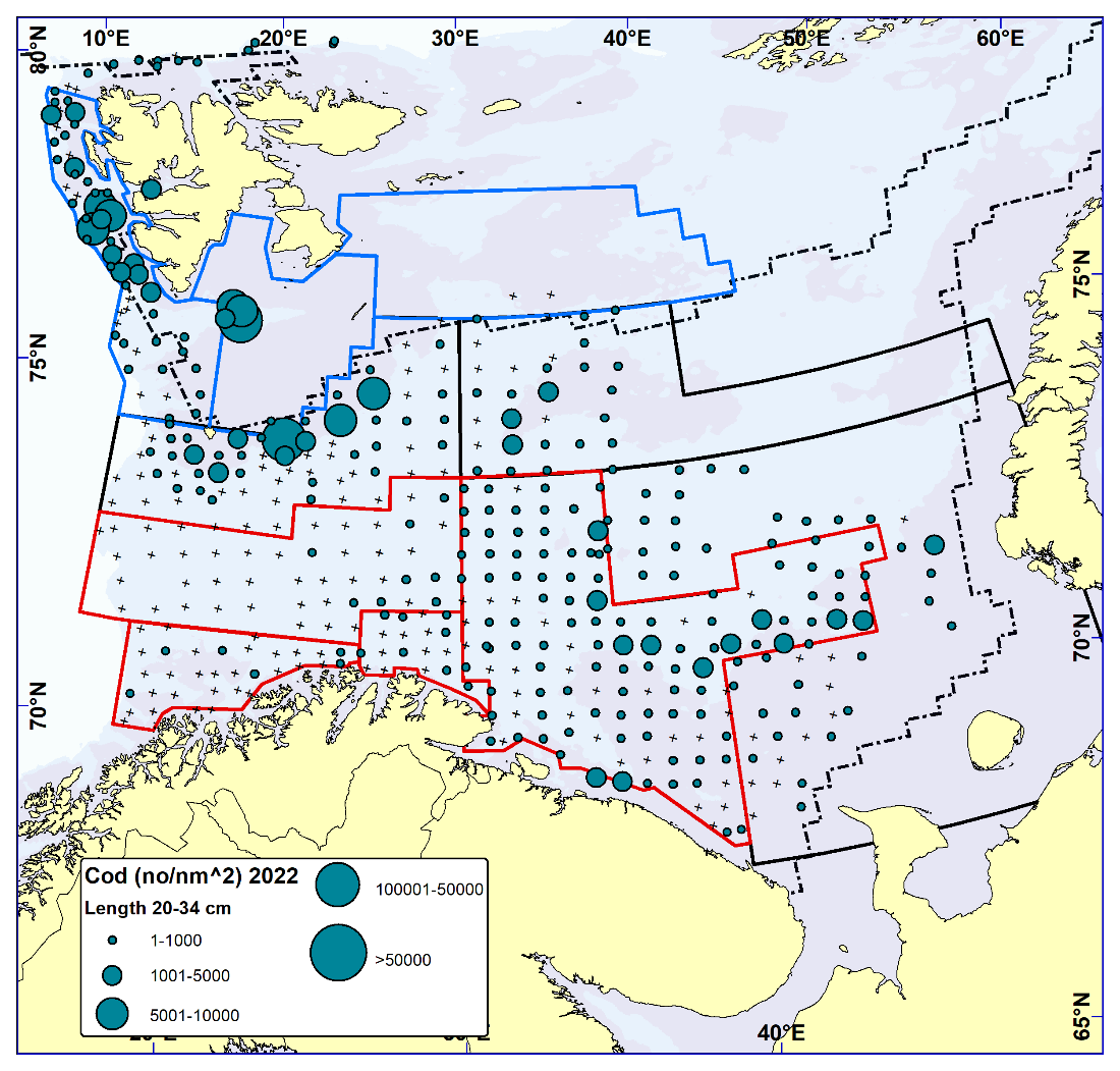 COD 20-34 cm. Distribution in valid bottom trawl catches winter 2022 (number per nm2). Black crosses indicate zero catches and the stippled line the ice edge.