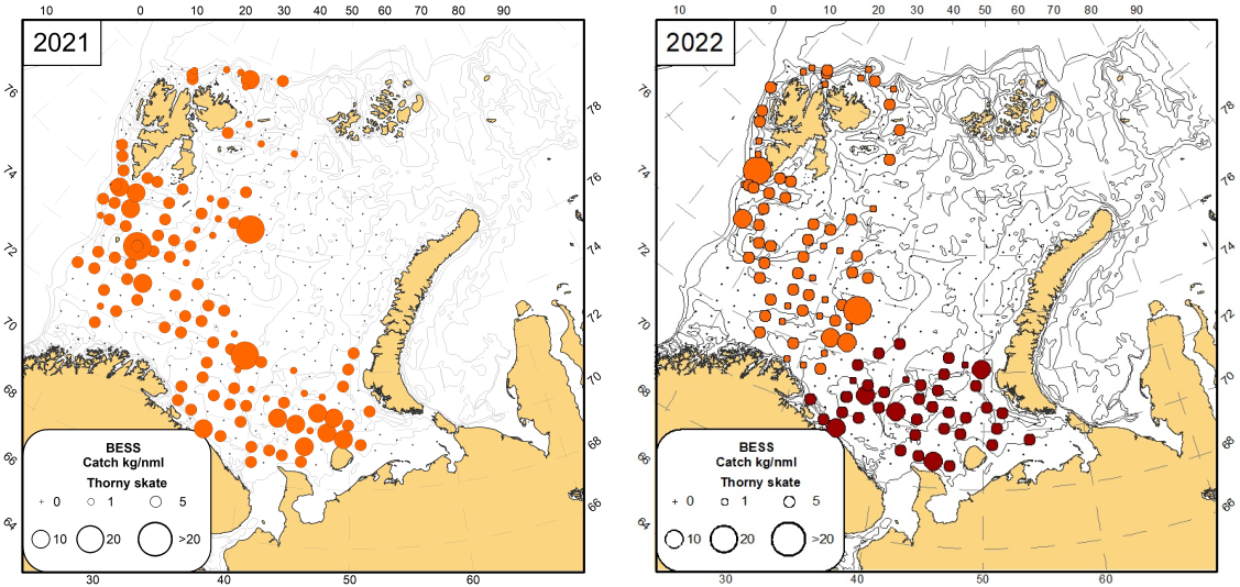 Figure 9.2.3. Distribution of thorny skate (Amblyraja radiata), August -September 2021 (lorange circles) and August-October 2022 (Norwegian vessels, orange circles), October-December 2022 (Russian vessel, red circles)  