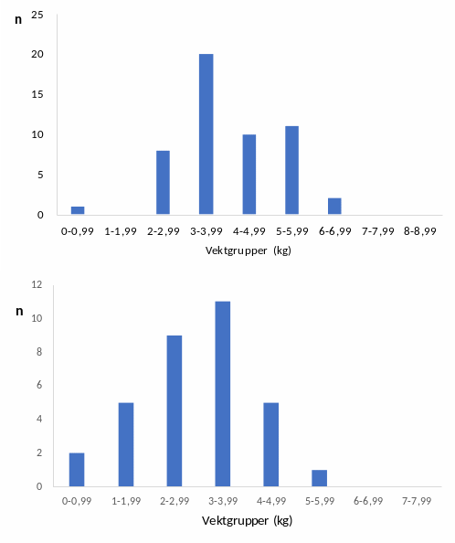 Figur 5 Vektfordeling hos rømt oppdrettsaks fanga på fella (øverst) og i haustfisket (nederst) i 2022. Size distribution of farmed escapees captured in the trap (upper) and in the autumn angling (lower) in 2022.