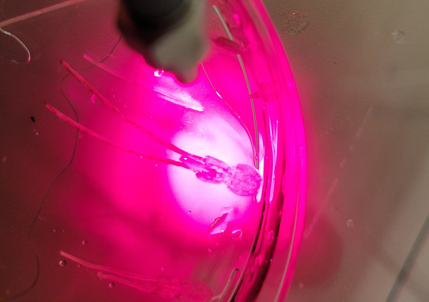 Adult lice illuminated with red light