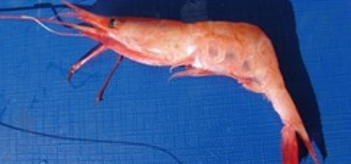 Reke med vitalitetsindeks 3 (død).