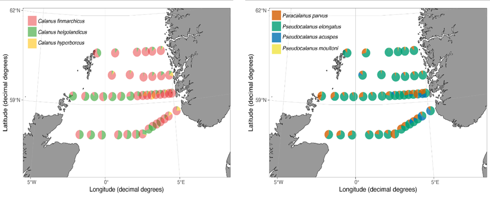 Figure 28 Left panel: Relative composition of Calanus spp.; Right pane:) Relative composition of Pseudo-/Paracalanus spp (WP2 net only)