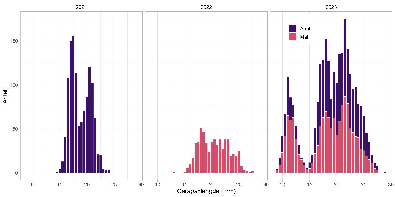 Figuren viser tre stablede stolpediagram (for 2021, 2022 og 2023) der data fra april er lilla og data fra mai er rosa. X-aksene viser Carapaxlengde (mm) og går fra 0 til 30 mm, mens Y-aksen viser antall reker og går fra 0 til 200. I 2021 viser diagrammet tydelige topper ved rundt 18 mm og 22 mm, hhv. 2- og 3-åringer. I 2022 er det en svak klokkeformet fordeling med antydning til topp ved rundt 19 mm (2-åringer). I 2023 er det topper ved rundt 11, 18 og 22 mm (hhv. 1-, 2- og 3-åringer). 