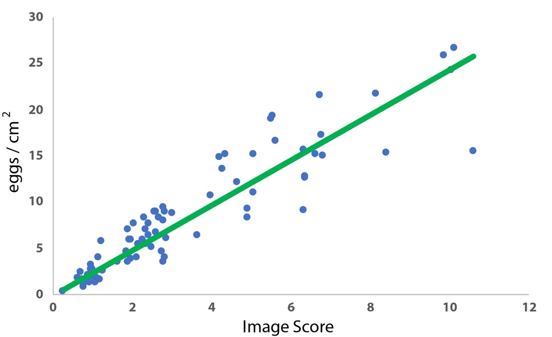 Forholdet mellom antall egg per cm2 matte og karakter bestemt ut i fra billedanalyse av mattene. Kurvetilpasningen Y = 2,4241x viste god korrelasjon (R² = 0,9421). Det er tydelig at spredningen øker med økende eggmengde.