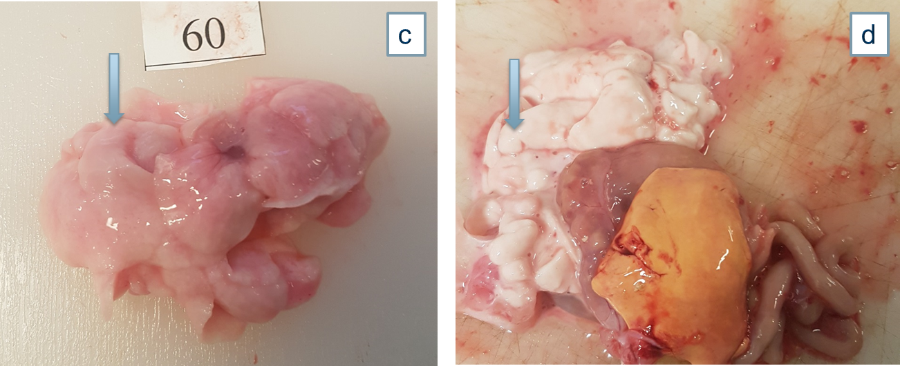 Figuren viser variasjon i modningsgrad hos hunnfisk (a, b), og hannfisk (c, d) i januar 2020, dvs. etter 6 måneder, og i starten av gytesesongen. De blå pilene viser gonadene.