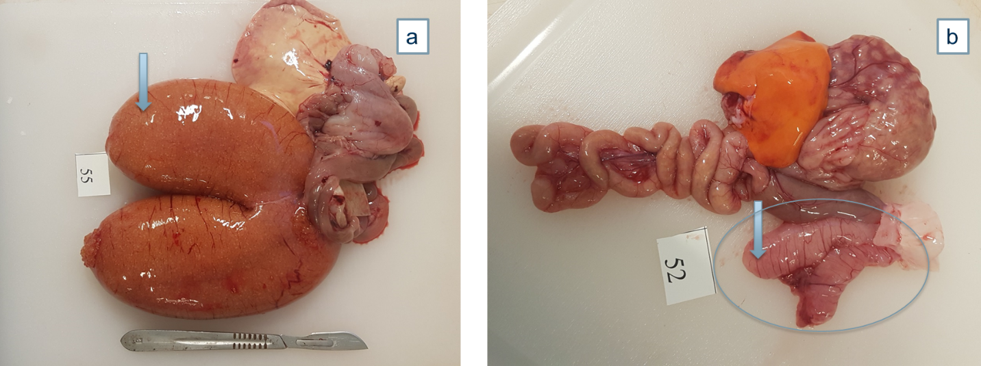 Figuren viser variasjon i modningsgrad hos hunnfisk (a, b), og hannfisk (c, d) i januar 2020, dvs. etter 6 måneder, og i starten av gytesesongen. De blå pilene viser gonadene.