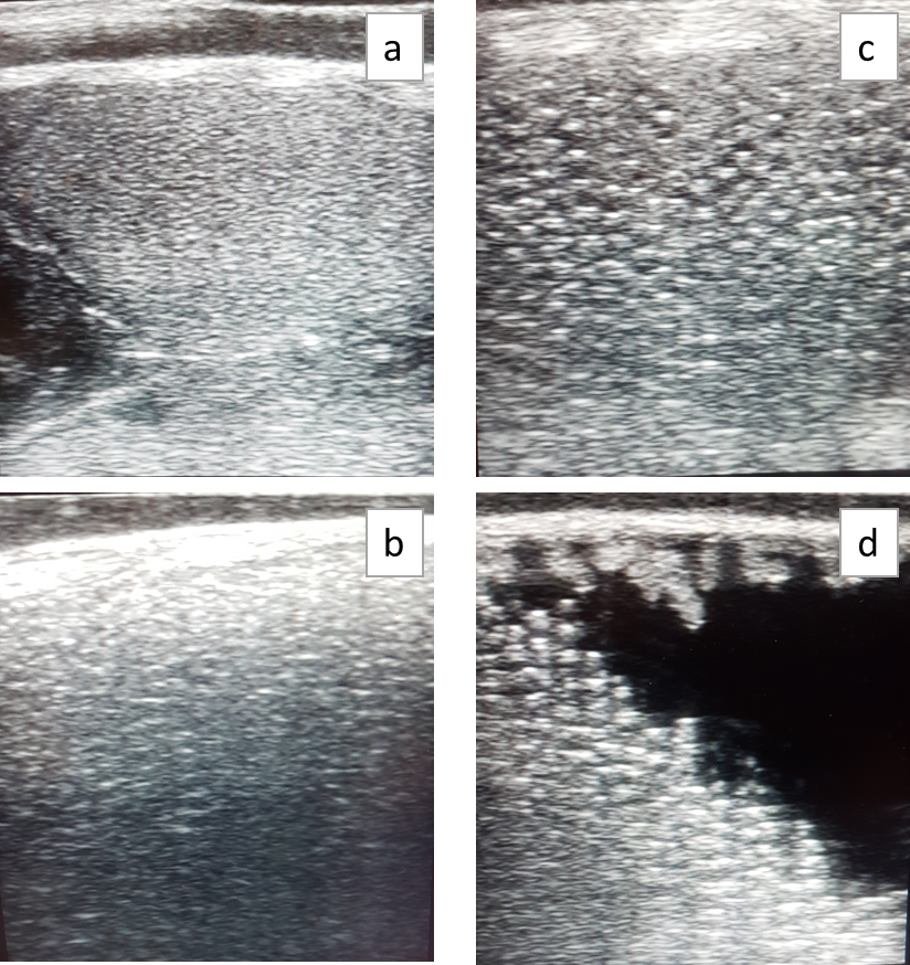 Figur 5. Gradering av modning hos hunnfisk av rognkjeks vha. ultralyd. a) grad 2 b) grad 3 c) grad 4, dvs. gyteklar og d) grad 5, dvs. ferdig med gyting.