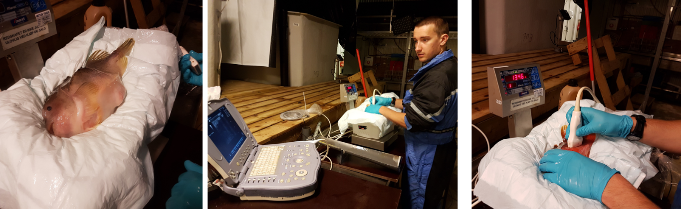 Figur 6. Utvendig bedømmelse av modningsgrad Bildene til venstre viser grad 3, og til høyre grad 4, dvs. klar for å strykes for rogn.