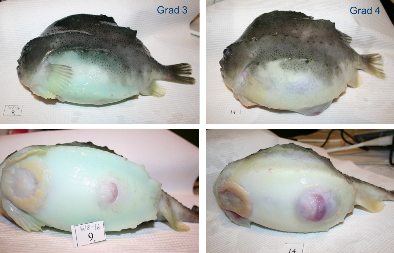 Figur 6. Utvendig bedømmelse av modningsgrad Bildene til venstre viser grad 3, og til høyre grad 4, dvs. klar for å strykes for rogn.