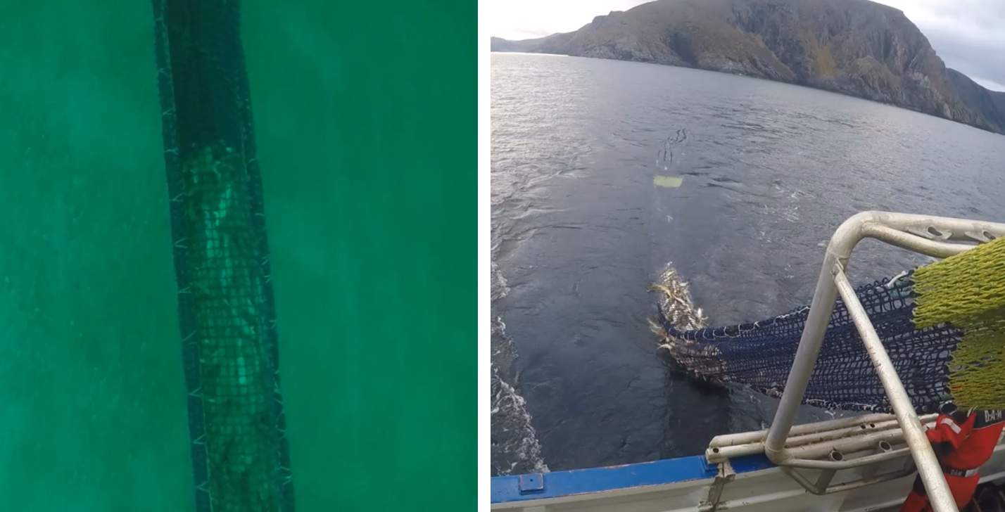 Torsk samlet seg foran den svarte tunnelen (bilde til venstre). Fisken kilte seg fast i kvadratmaskeseksjonene, proppen løsnet ikke av seg selv og fisken måtte ristes ned ved ombordtaking av trål.