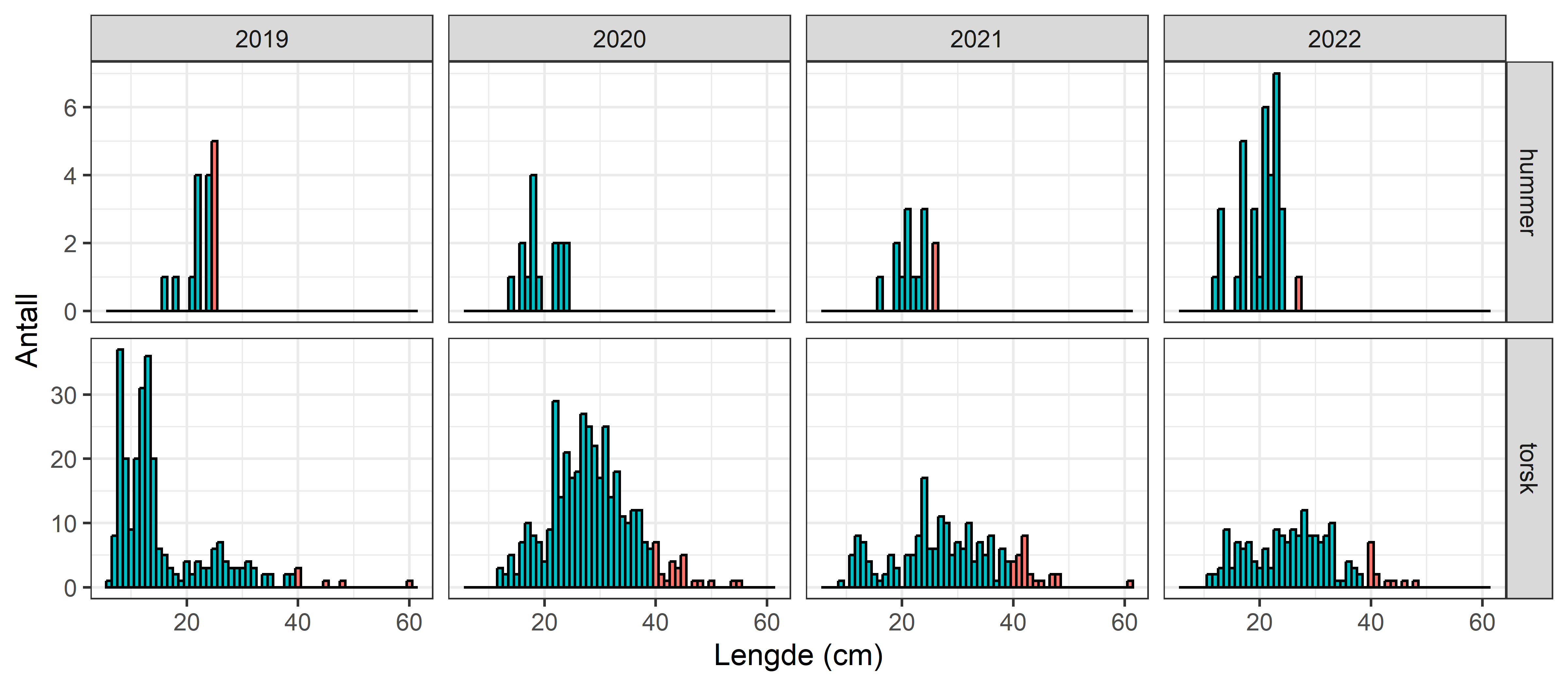 Lengdefordeling av bifangstartene hummer og torsk i referansefiske. Rød farge: over minstemål. De fleste individene er under minstemål for begge arter.