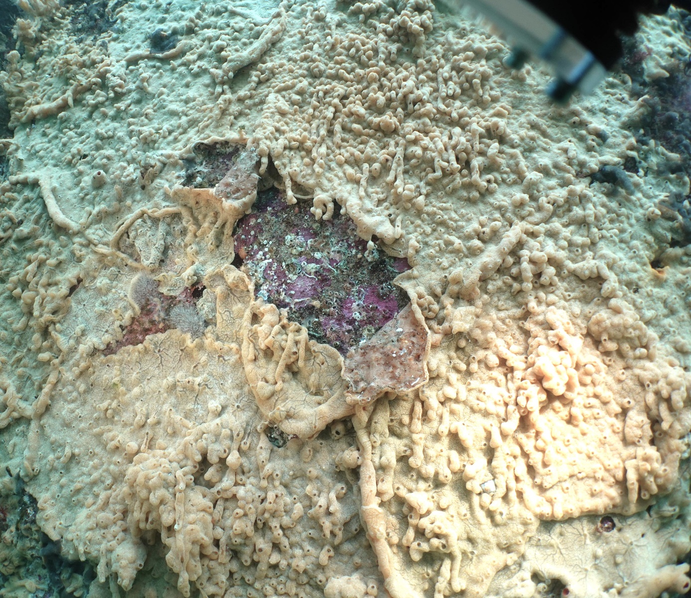 Bildet viser store kolonier av havnespy på bergvegg