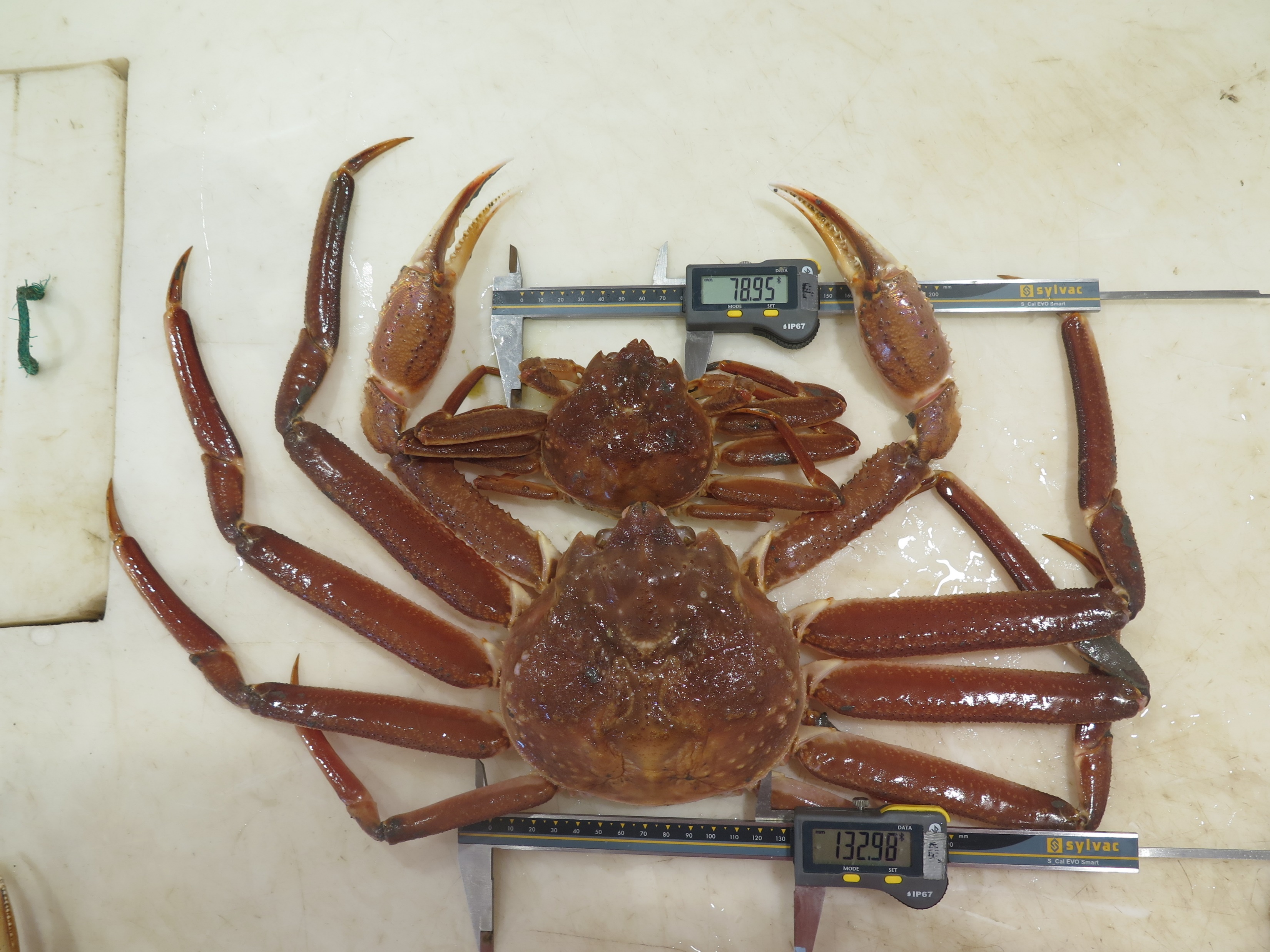 Måling av snøkrabbehann og snøkrabbehunn på snøkrabbetokt. 