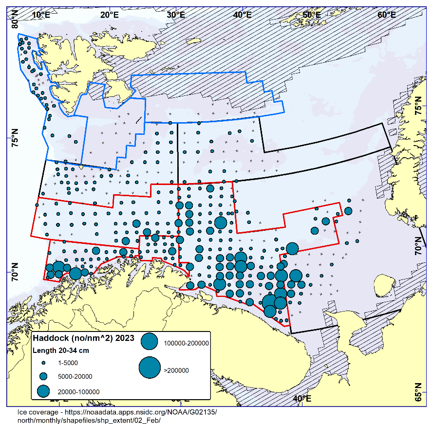 Figure 6.4. HADDOCK 20-34 cm. Distribution in valid bottom trawl catches winter 2023 (number per nm2). Black crosses indicate zero catches and the shaded area the ice coverage early in the survey.