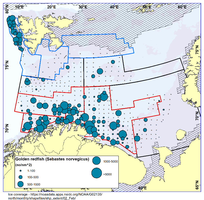 Figure 7.1.   GOLDEN REDFISH (Sebastes norvegicus). Distribution in the trawl catches winter 2023 (number per nm2). Black crosses indicate zero catches and the shaded area the ice coverage early in the survey.