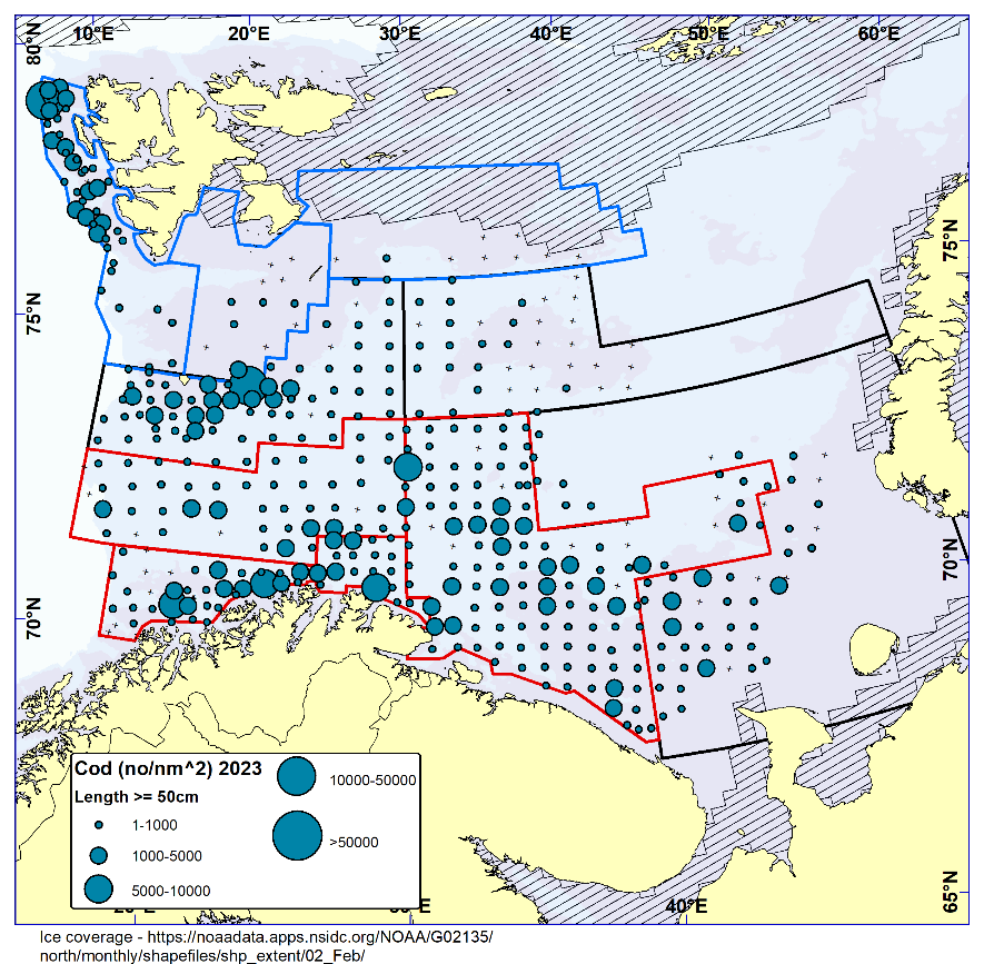 Figure 5.6.  COD ≥ 50 cm. Distribution in valid bottom trawl catches winter 2023 (number per nm2). Black crosses indicate zero catches and the shaded area the ice coverage early in the survey.