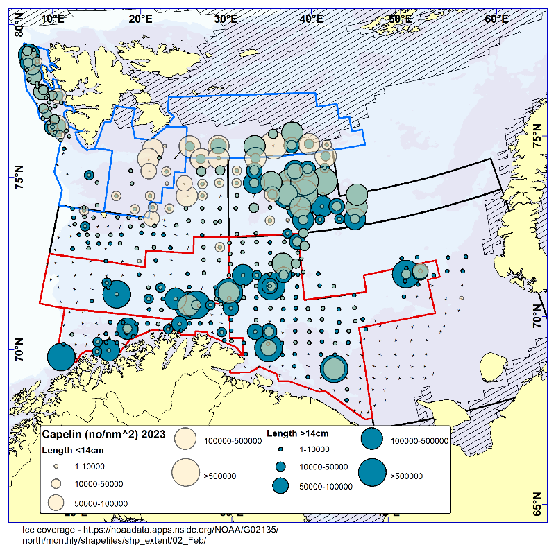 Figure 9.1. CAPELIN. Distribution in the trawl catches winter 2023 (number per nm2) for capelin of immature sizes (beige circles, appearing green when placed on top of blue) and mature sizes (blue circles). Black crosses indicate zero catches and the shaded area the ice coverage early in the survey.