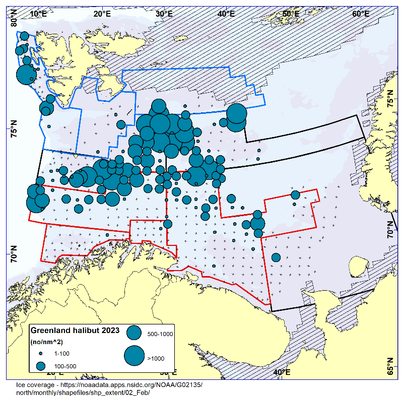 Figure 8.1 GREENLAND HALIBUT. Distribution in the trawl catches winter 2023 (number per nm2). Black crosses indicate zero catches and the shaded area the ice coverage early in the survey.